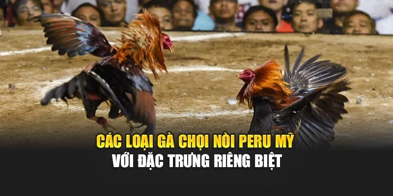 Các loại gà chọi nòi Peru Mỹ với đặc trưng riêng biệt