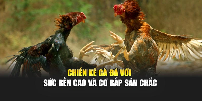 Chiến kê gà đá với sức bền cao và cơ bắp săn chắc