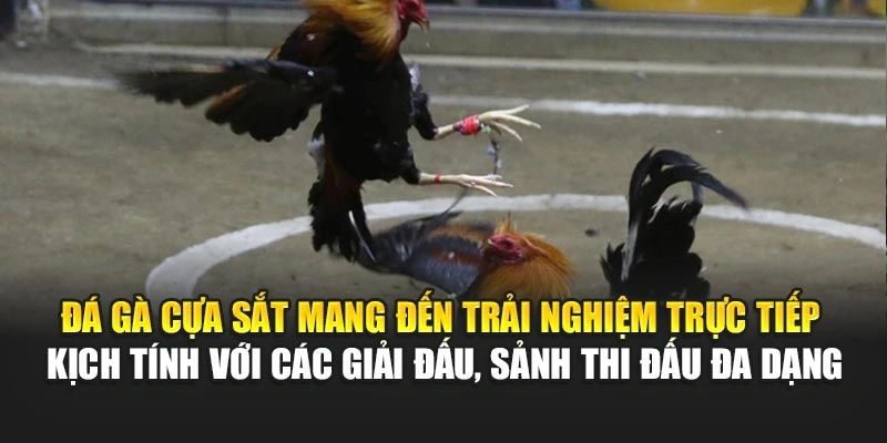 Đá gà cựa sắt mang đến trải nghiệm trực tiếp kịch tính với các giải đấu, sảnh thi đấu đa dạng