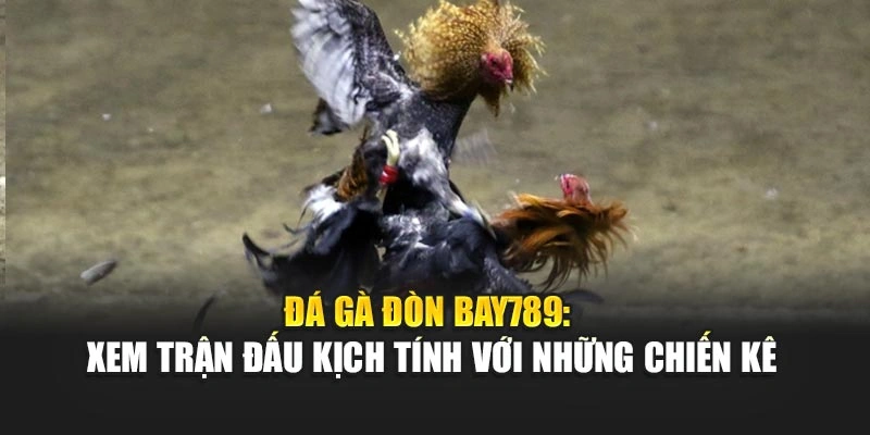 Đá Gà Đòn Bay789: Xem Trận Đấu Kịch Tính Với Những Chiến Kê