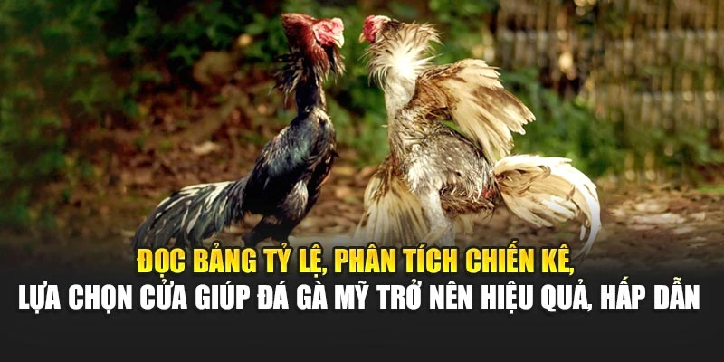 Đọc bảng tỷ lệ, phân tích chiến kê, lựa chọn cửa giúp đá gà Mỹ trở nên hiệu quả, hấp dẫn