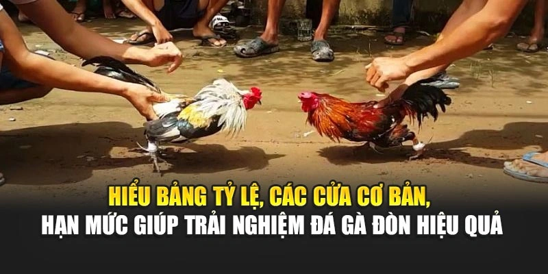 Hiểu bảng tỷ lệ, các cửa cơ bản, hạn mức giúp trải nghiệm đá gà đòn hiệu quả