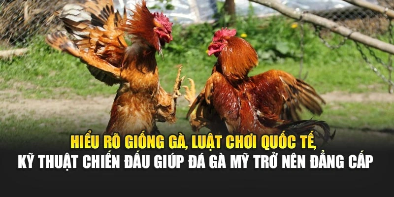 Hiểu rõ giống gà, luật chơi quốc tế, kỹ thuật chiến đấu giúp đá gà Mỹ trở nên đẳng cấp