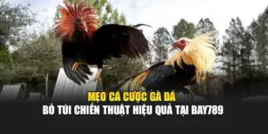 Mẹo Cá Cược Gà Đá - Bỏ Túi Chiến Thuật Hiệu Quả Tại Bay789