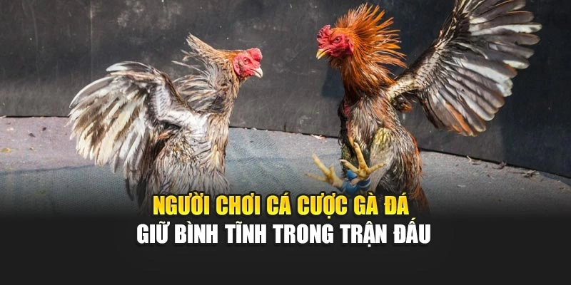 Người chơi cá cược gà đá giữ bình tĩnh trong trận đấu