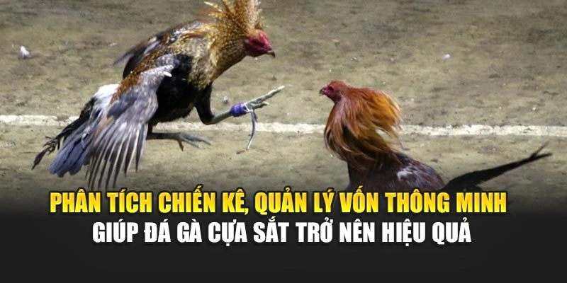 Phân tích chiến kê, quản lý vốn thông minh giúp đá gà cựa sắt trở nên hiệu quả