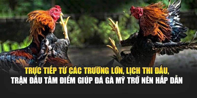 Trực tiếp từ các trường lớn, lịch thi đấu, trận đấu tâm điểm giúp đá gà Mỹ trở nên hấp dẫn 
